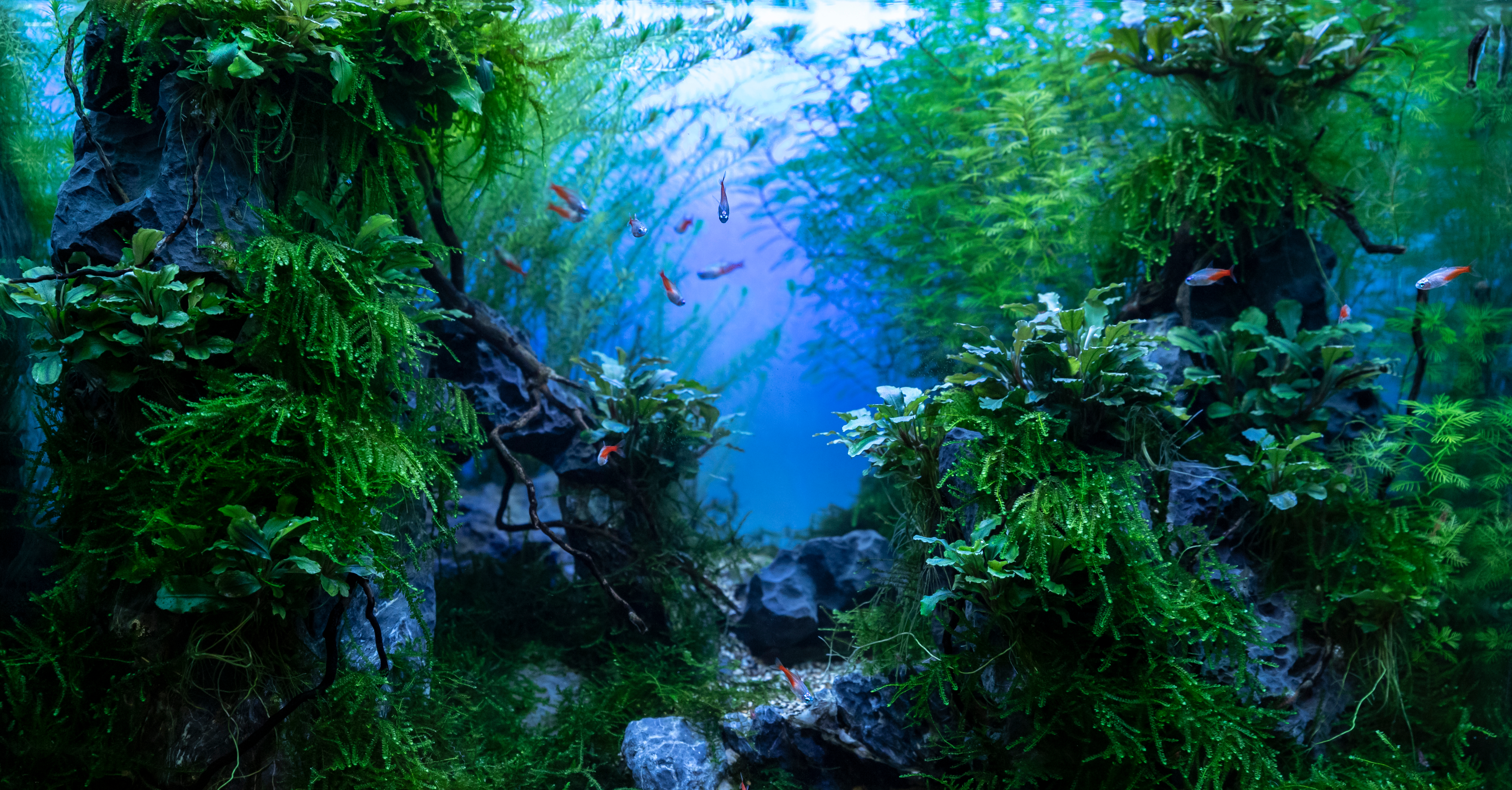 blue carbon ocean
