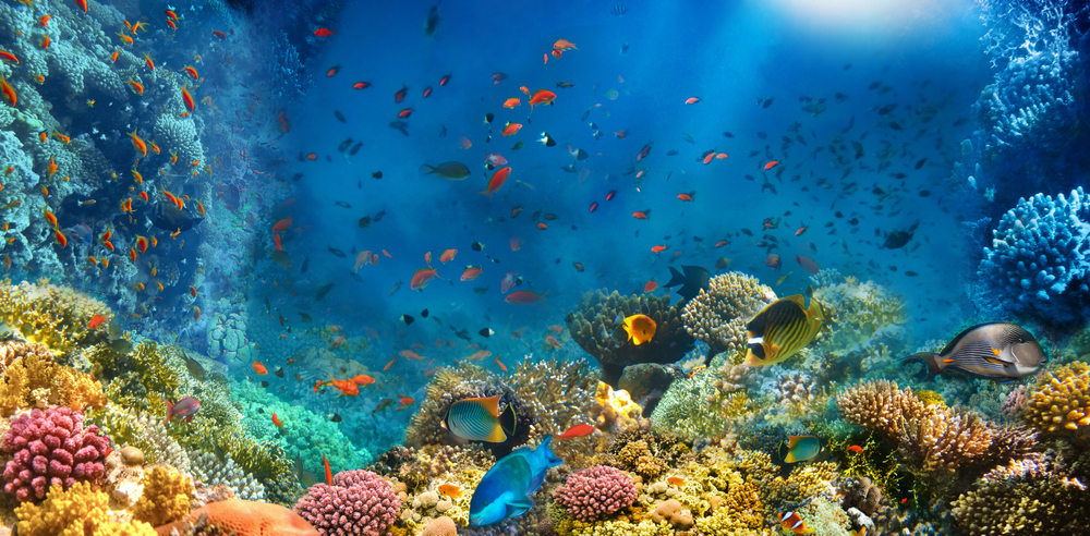 Coral reef taller than empire state building discovered in Australia