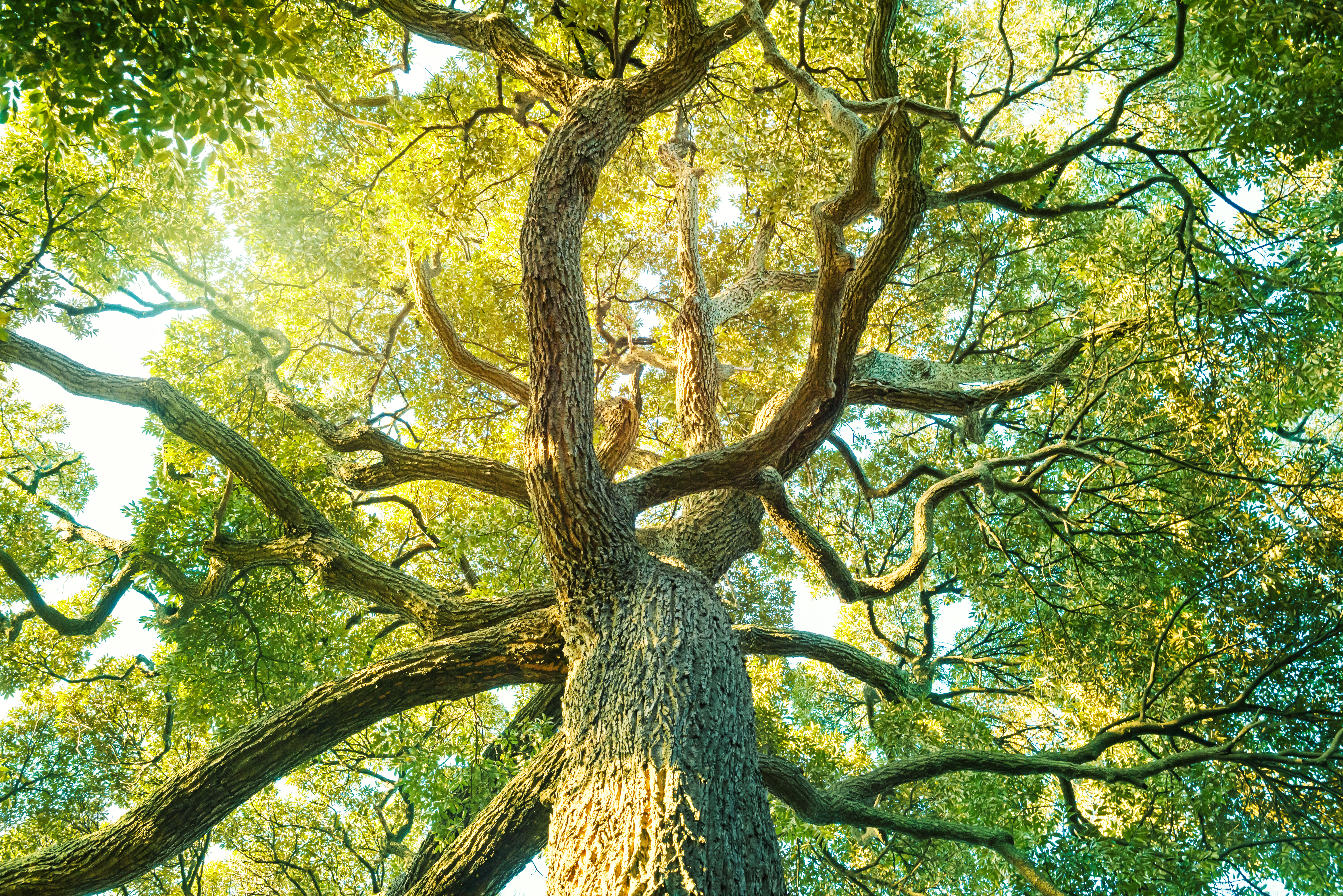 The tree of life