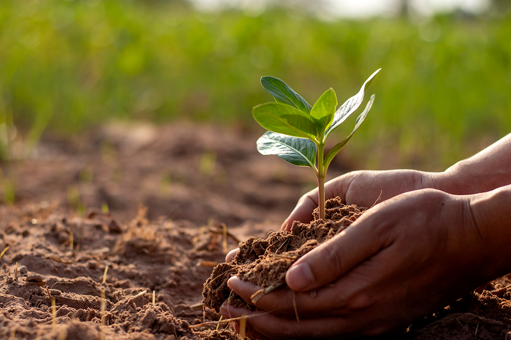 DGB Group | Planting Trees