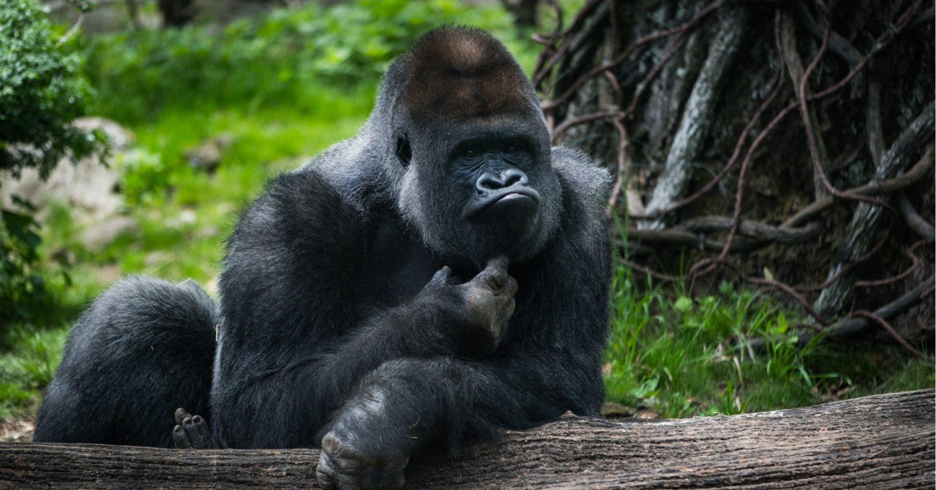 Silverback Gorilla Endangered Species