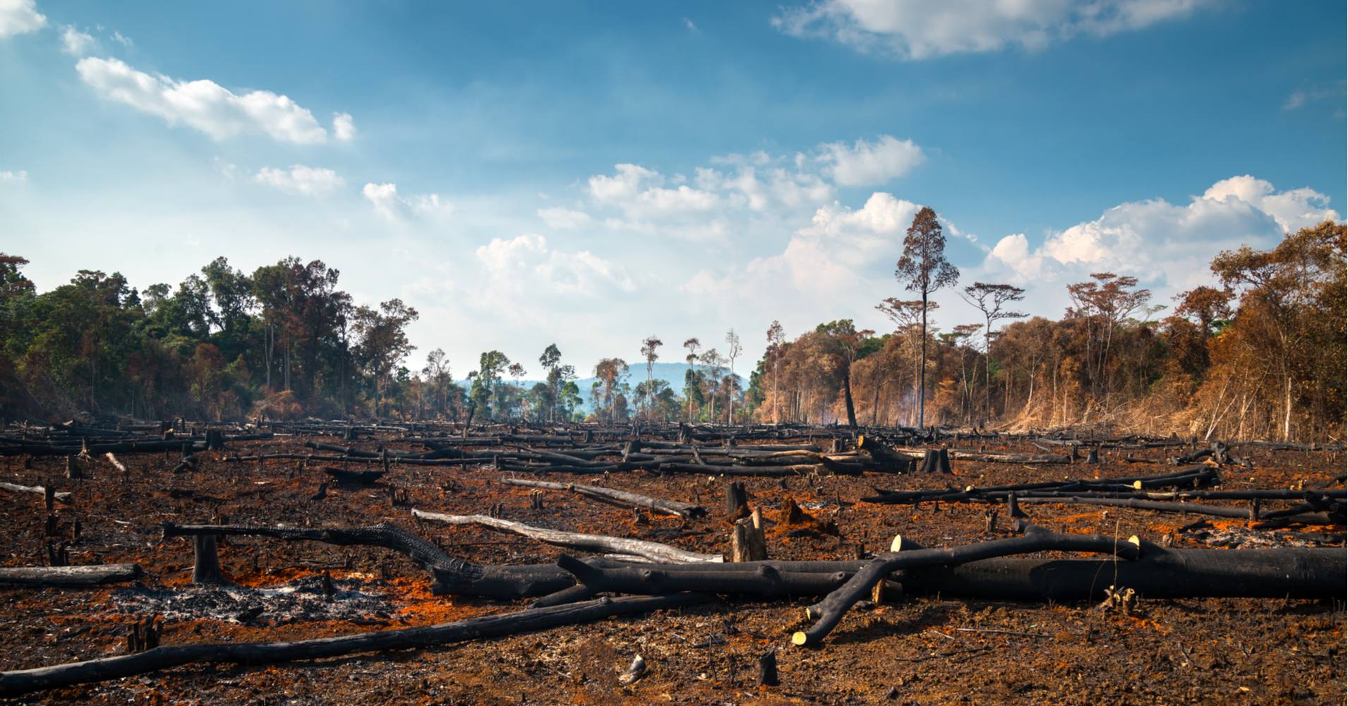 Deforestation Landscape