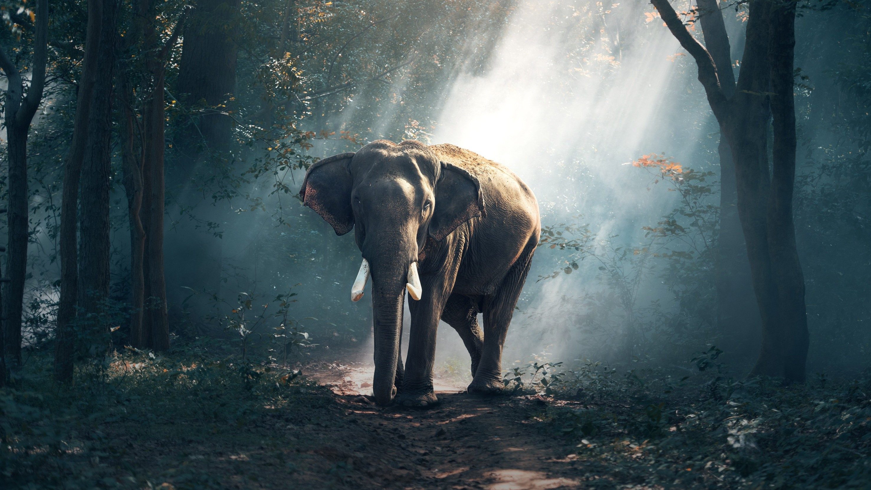 Elephant in Forest