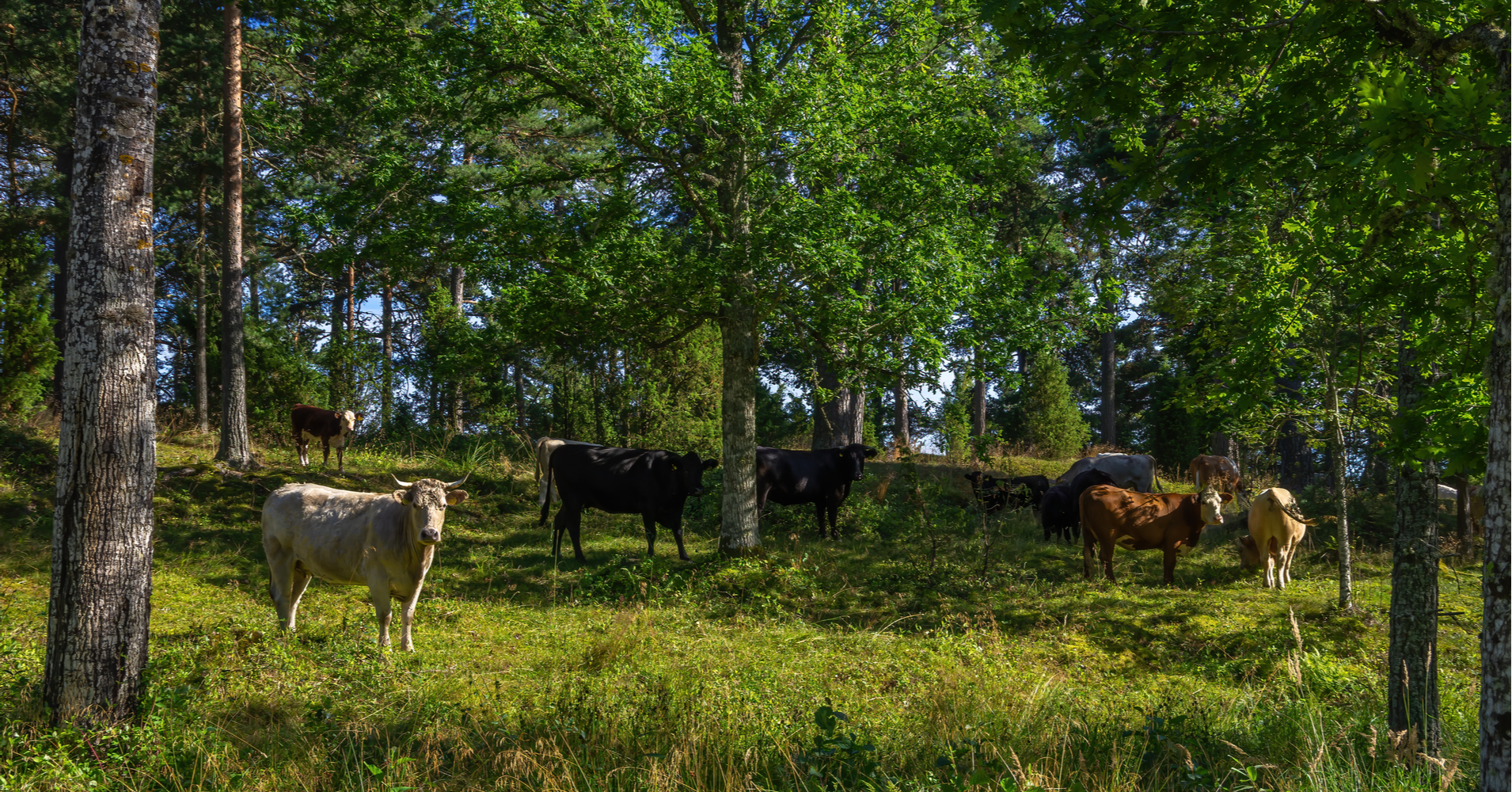 Silvopasture Cows