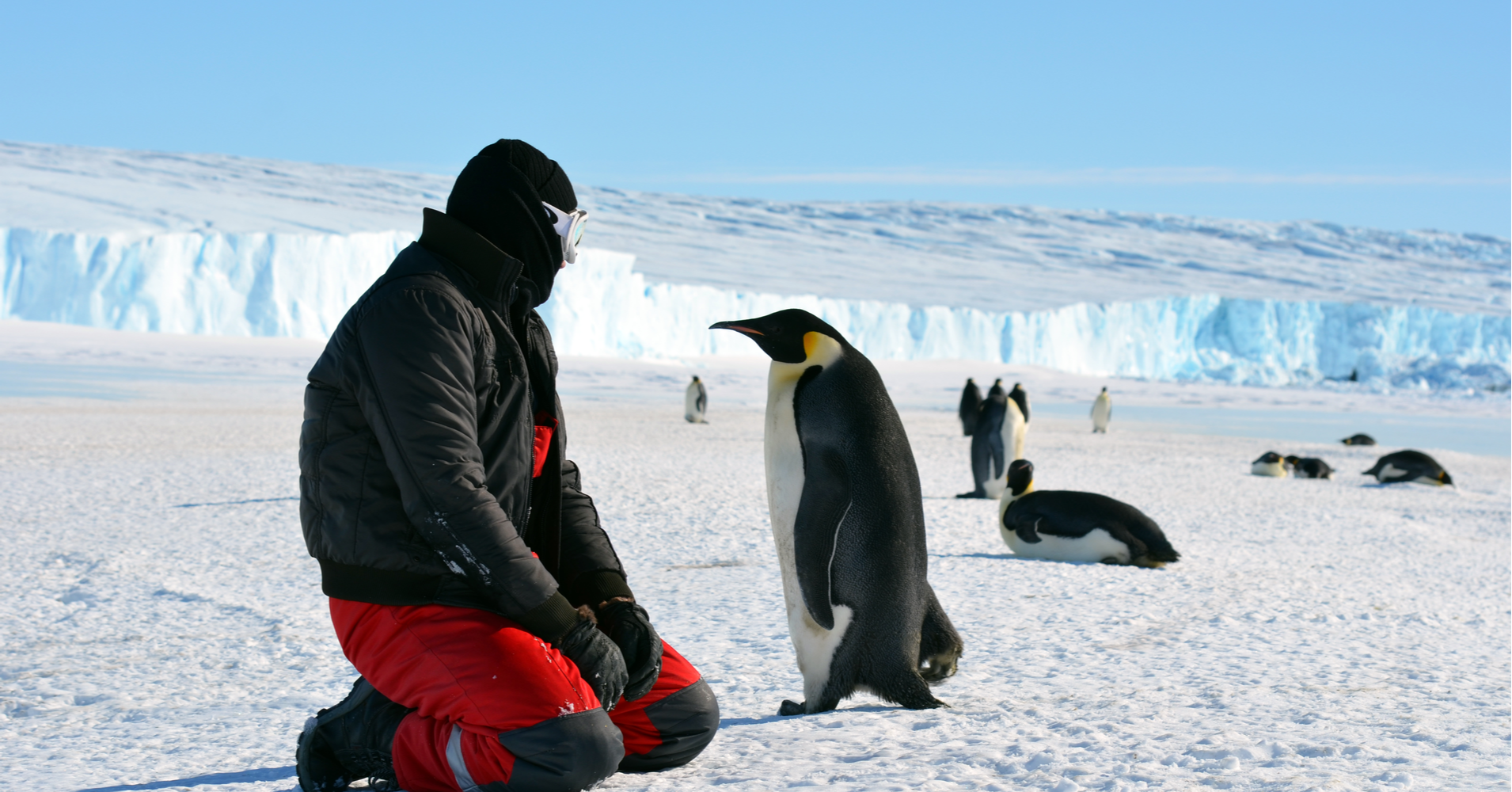 Penguin in Antarctica