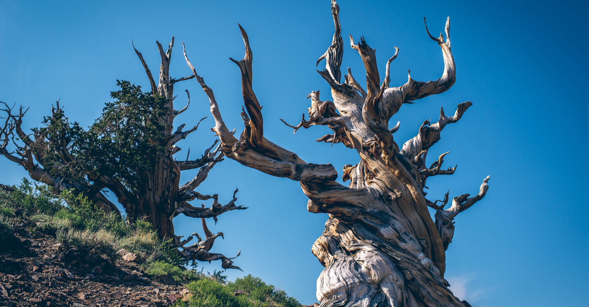 Oldest tree in the world